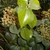 Oval adult leaf with cluster smll flowers