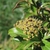 Cluster of small yellow green flowers