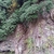 Growing hanging over a cliff