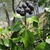 Leavesa and drk purple round berries