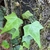 Lobed leaves