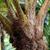 Fronds meet the stem.