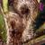 Fiddlehead