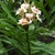 A cluster of pale-yellow flowers with darker eyes.
