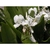 Cluster of white flowers atop strappy foliage