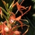 Spike of bright orange-red, shiny flowers