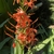 Spike of bright orange-red, shiny flowers