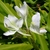 Flowers emerging from a bracteate spike & strappy leaves