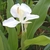 Single white flower with pale green eye