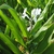 2-ranked, strappy leaves & white flowers.