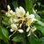 Cluster of pale yellow flowers with darker centers.