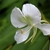 Close up of a white flower with a green center.