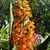 Orange flowers in an erect spike at the apex of the leafy stems