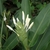 Flowers emerging from a bracteate spike & strappy leaves