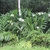 Cluster of large-leaf plants with white flowers.