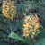Cluster of yellow flowers with red styles