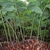 Exposed thick rhizome.