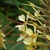 Cluster of yellow flowers with red styles