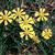 Helenium spp.