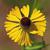 Helenium flexuosum
