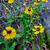 Helenium nudiflorum