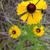 Helenium nudiflorum