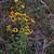 Helenium nudiflorum
