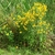 Form of plant with yellow daisy-like flowers