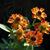 Helenium autumnale 'Helena Red Shades'