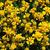 Helenium autumnale