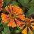(Helenium autumnale) 'Moerheim Beauty'