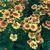 Helenium autumnale 'Striatum'