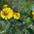 Helenium autumnale bloom and leaves