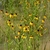 Yellow flowers in a meadow