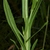 Green stem and leaves