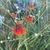 Orange composite flower