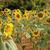 Helianthus annuus
