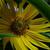 Helianthus maximiliani