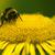 Helianthus