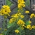 Clusters of blooms on stems with narrow leaves.