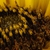 Disc flowers (Dacono, CO)-Late Summer