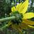 Back of flower