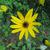 Close up of flower