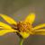 Side view of flower