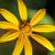 Close up of flower
