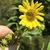 A hand holding a sunflower inflorescence