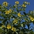 Tall sunflowers against a clear blue sky