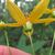 Back of flower