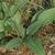 Helianthus occidentalis ssp. occidentalis