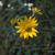 Helianthus occidentalis ssp. occidentalis